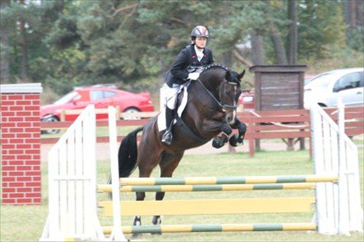 Dansk Varmblod Call me back again billede 3