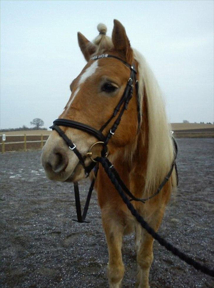 Tyroler Haflinger Stranor - Så skal Stranor rides igen efter godt 7 mdr. :-) billede 15