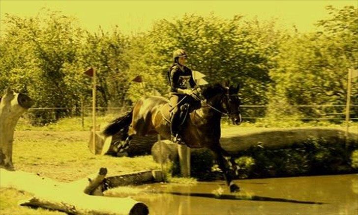 Dansk Varmblod Call me back again billede 4