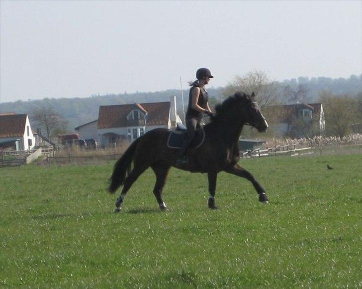 Dansk Varmblod Call me back again billede 5