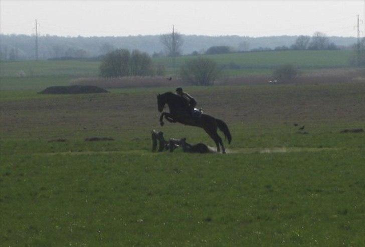 Dansk Varmblod Call me back again billede 6