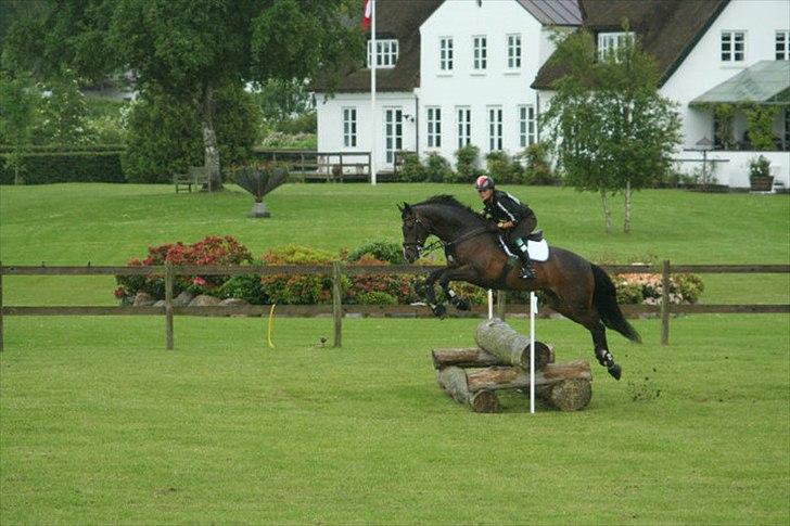 Dansk Varmblod Call me back again billede 7