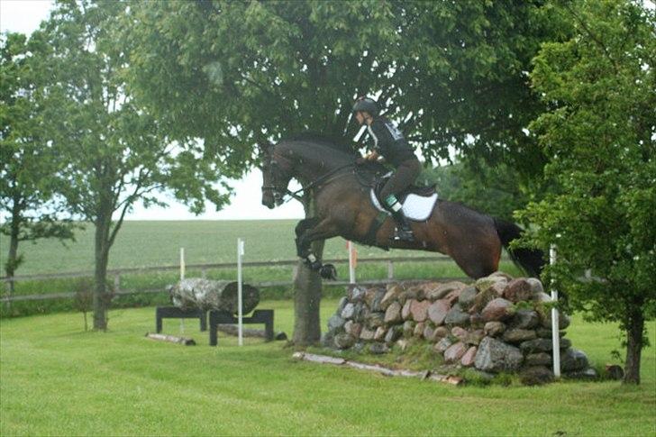 Dansk Varmblod Call me back again billede 8