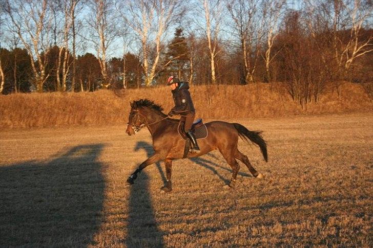 Dansk Varmblod Call me back again billede 9