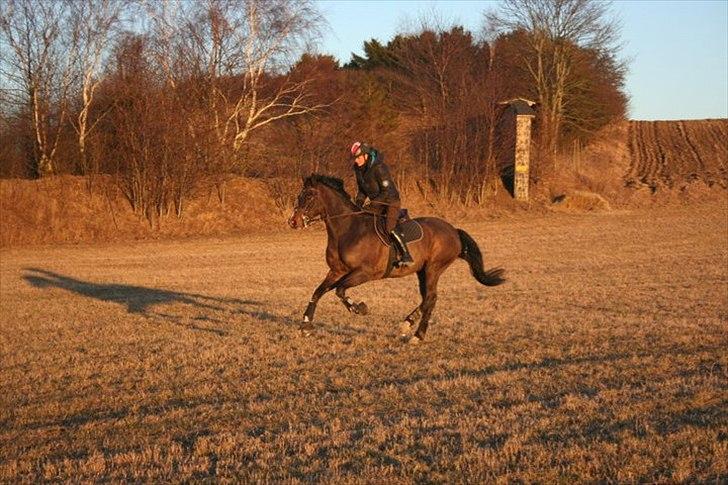 Dansk Varmblod Call me back again billede 10