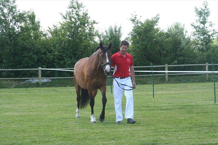 Dansk Varmblod Quiselle V billede 1