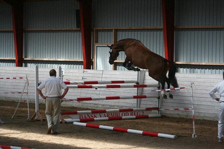 Dansk Varmblod Quiselle V billede 2