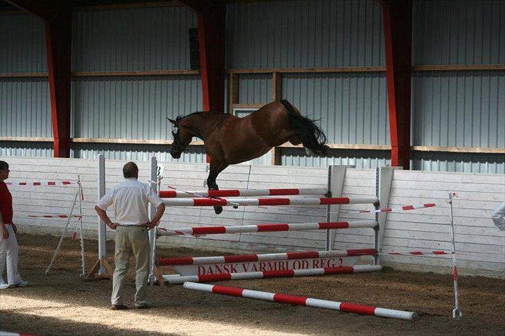 Dansk Varmblod Quiselle V billede 3