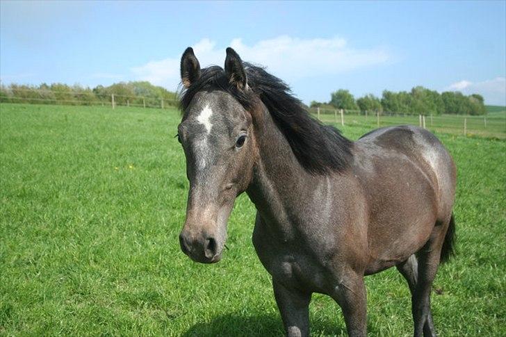 Dansk Varmblod Quantum Leap Lox billede 1