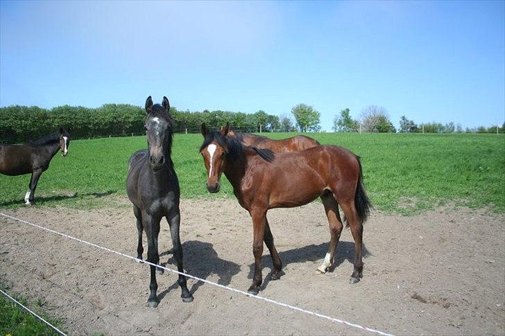 Dansk Varmblod Quantum Leap Lox billede 2