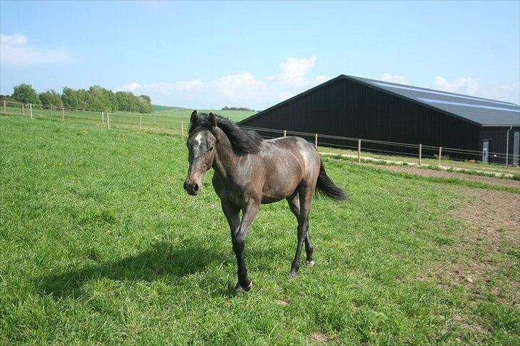 Dansk Varmblod Quantum Leap Lox billede 3