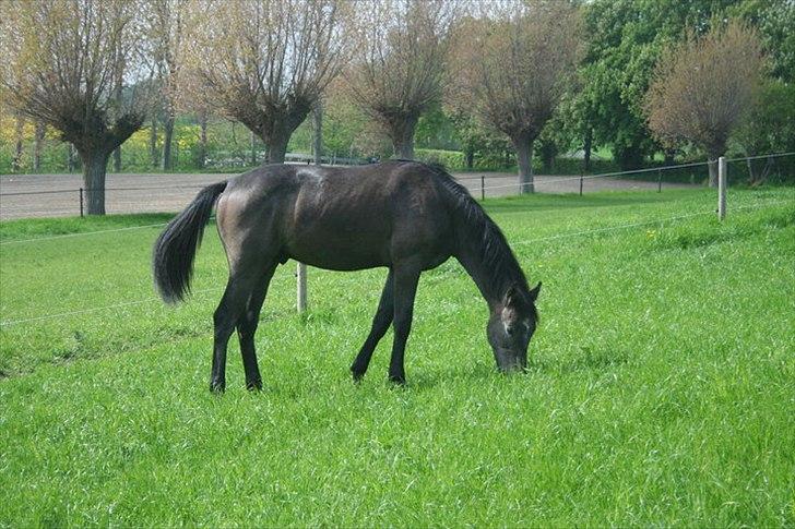 Dansk Varmblod Quantum Leap Lox billede 4