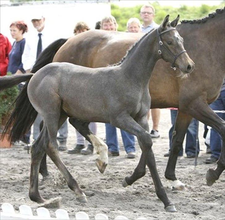 Dansk Varmblod Quantum Leap Lox billede 5