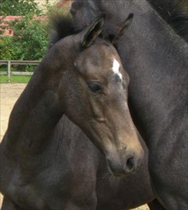 Dansk Varmblod Quantum Leap Lox billede 6