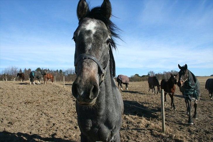 Dansk Varmblod Quantum Leap Lox billede 7