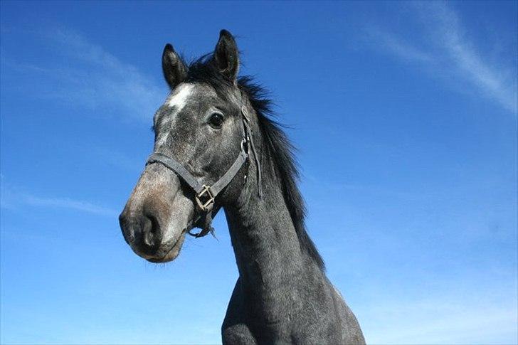 Dansk Varmblod Quantum Leap Lox billede 8