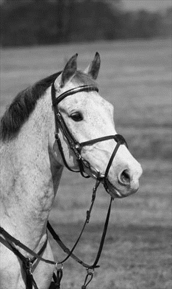 Anden særlig race Braveheart billede 1