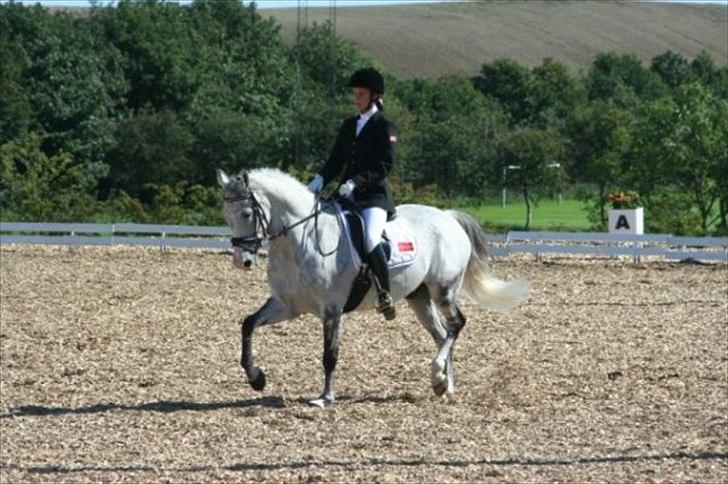 Anden særlig race Braveheart billede 2