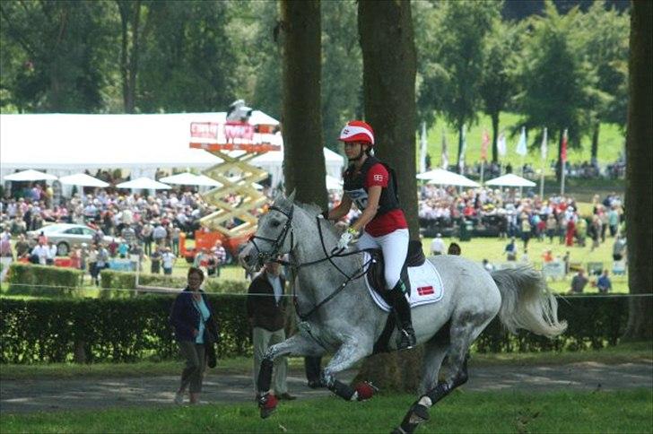 Anden særlig race Braveheart billede 3