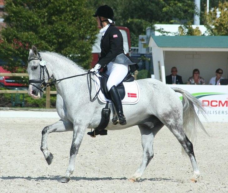 Anden særlig race Braveheart billede 4