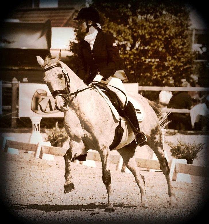 Anden særlig race Braveheart billede 5