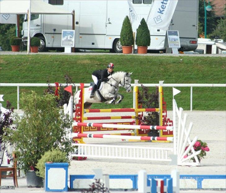 Anden særlig race Braveheart billede 7