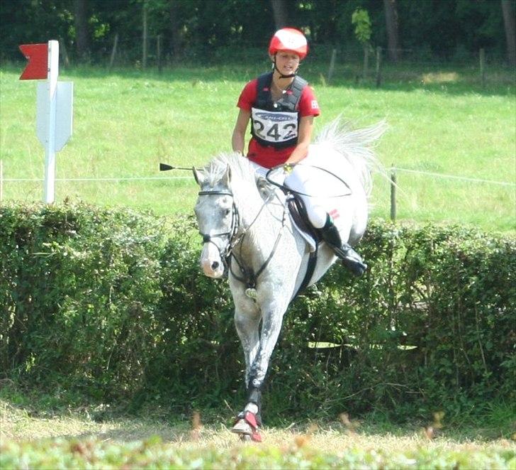 Anden særlig race Braveheart billede 9