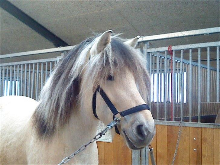 Fjordhest Højager's Lollypop [Tidl. passer] - Billede taget inden mit sidste stævne på hende 2010 vinter:) billede 14