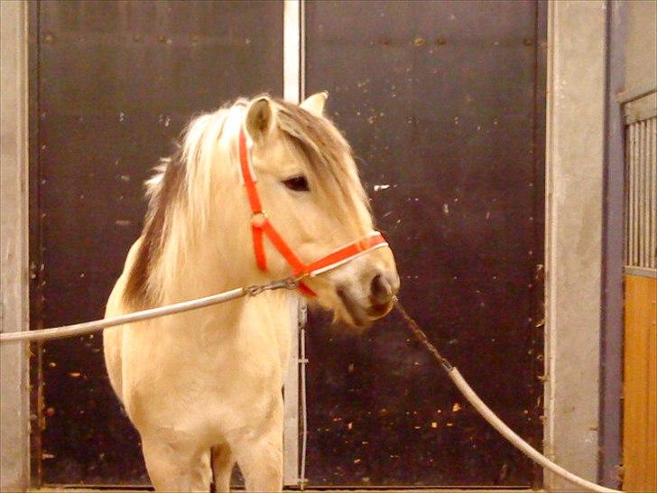 Fjordhest Højager's Lollypop [Tidl. passer] - Julebillede:) billede 15