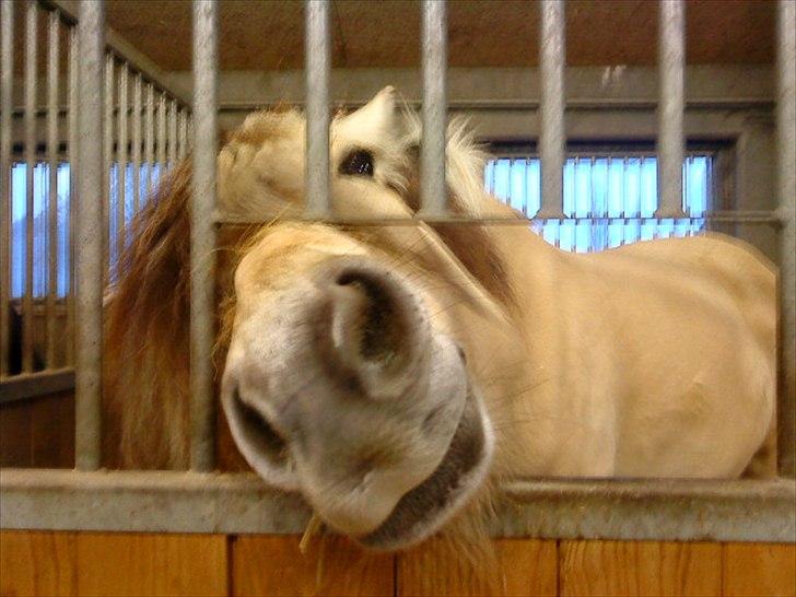 Fjordhest Højager's Lollypop [Tidl. passer] - Haha hun er da bare nuttet! billede 16