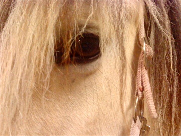 Fjordhest Højager's Lollypop [Tidl. passer] - Hendes øje:) Kært ikk? billede 17