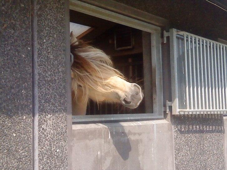Fjordhest Højager's Lollypop [Tidl. passer] - Klø igen;) billede 18
