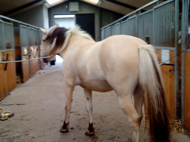 Fjordhest Højager's Lollypop [Tidl. passer] - På staldgangen:) billede 19