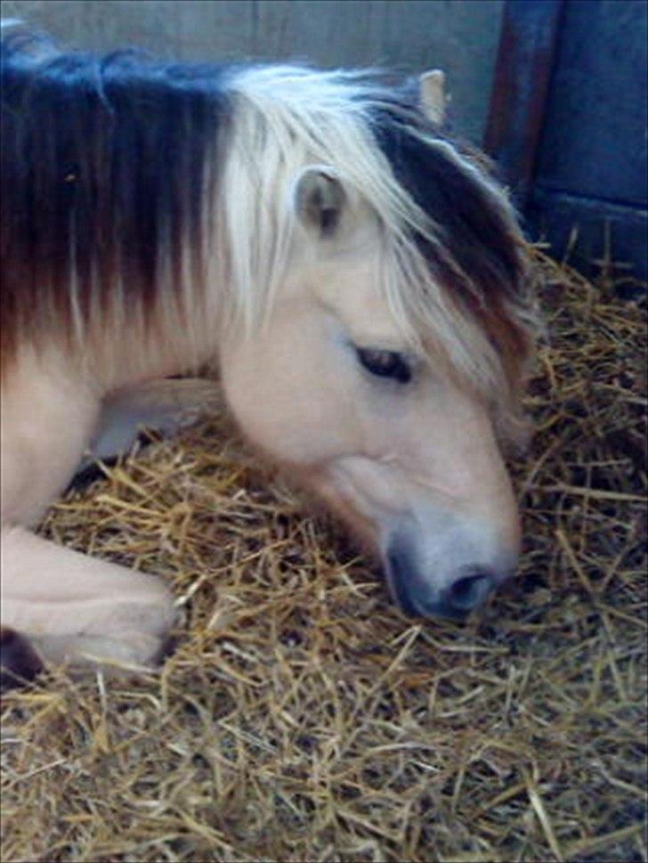 Fjordhest Højager's Lollypop [Tidl. passer] - Inde i boksen!:) billede 20