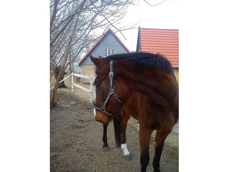 {{currentPhoto.altText}} billede {{currentPhoto.number}}