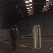 Hollandsk Varmblod Timeless 