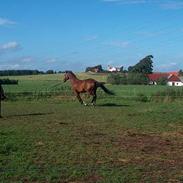 Dansk Varmblod Bounty blue 