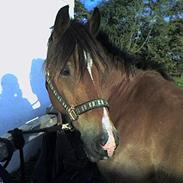 Anden særlig race Patrick