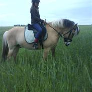 Anden særlig race Faxe