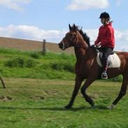 Traver Surprise Star