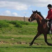 Traver Surprise Star