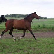 Trakehner Bartoli af Egehøj (R.I.P)