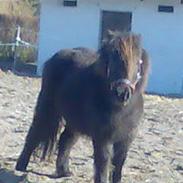 Shetlænder anna er altid min <3