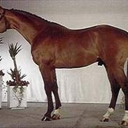 Dansk Varmblod King *R.I.P*