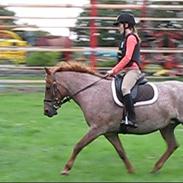 Anden særlig race Rozita