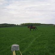 Traver Alicia Elmegård