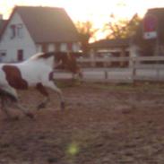 Anden særlig race Gipsy´s kú i se jeg kú