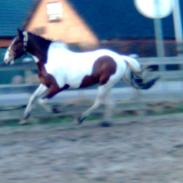 Anden særlig race Gipsy´s kú i se jeg kú