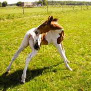 Anden særlig race Gipsy´s kú i se jeg kú