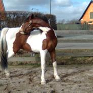 Anden særlig race Gipsy´s kú i se jeg kú